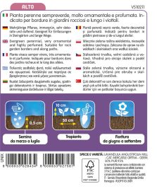 Lavanda Vera Da Bordura - immagine 2