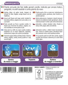Cobaea Scandens Violetta - immagine 2