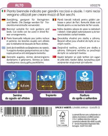 Lunaria/Moneta Del Papa - immagine 2