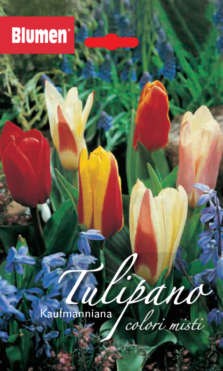 Tulipano Kaufmanniana Colori Misti