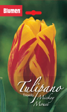 Tulipano Trionfo Mickey Mouse/Washington