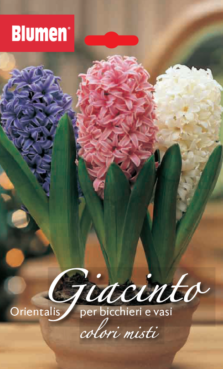 Giacinto Orientalis Per Vasi Colori Misti