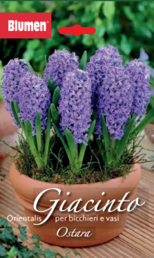 Giacinto Orientalis Per Vasi Ostara