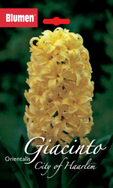 Giacinto Orientalis City Of Haarlem
