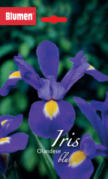 Iris Olandese Blu