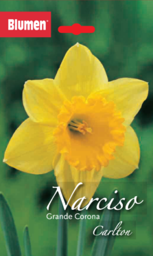 Narciso Grande Corona Carlton