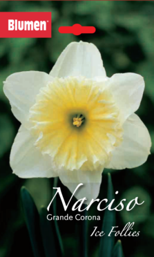 Narciso Grande Corona Ice Follies