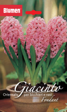 Giacinto Orientalis Per Vasi Fondant