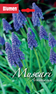 Muscari Armeniacum