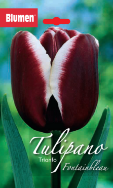 Tulipano Trionfo Doberman