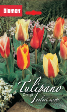 Tulipano Greigii Colori Misti