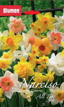Narciso Grande Corona All Type
