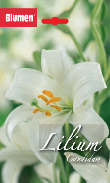 Lilium Candidum