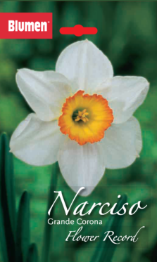 Narciso Grande Corona Flower Record