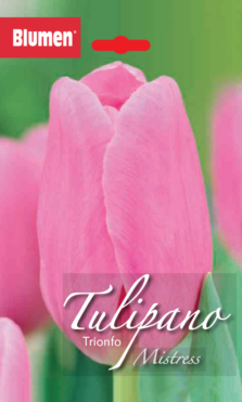 Tulipano Trionfo Mistress