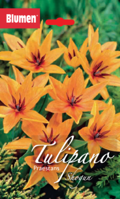 Piante Vere Da Esterno 10 Rizomi Di Mughetto - Convallaria Majalis