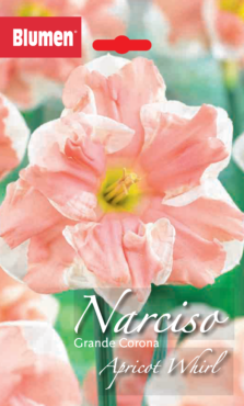Narciso Grande Corona Apricot Whirl