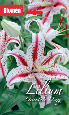 Lilium Orientale Dizzy