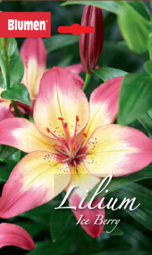 Lilium Ice Berry/Levi