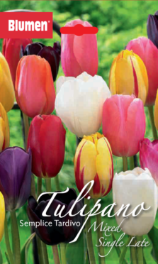 Tulipano Semplice Tardivo Colori Misti