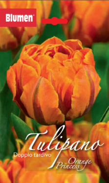 Tulipano Doppio Tardivo Orange Princess