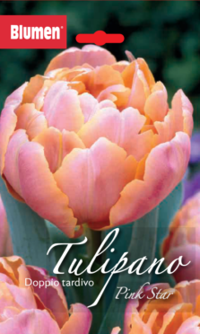 Tulipano Doppio Tardivo Pink Star