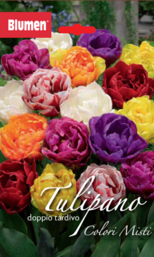Tulipano Doppio Tardivo Colori Misti
