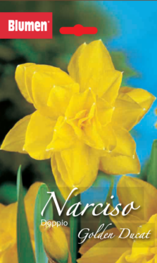 Narciso Doppio Golden Ducat