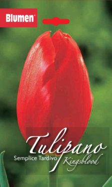 Tulipano Semplice Tardivo Kingsblood