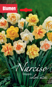 Narciso Doppio Colori Misti