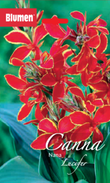 Canna Nana Lucifer
