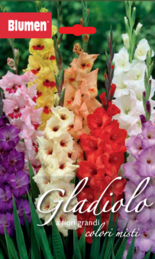 Gladiolo A Fiori Grandi Colori Misti