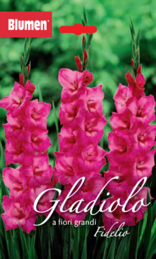 Gladiolo A Fiori Grandi Fidelio