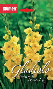 Gladiolo A Fiori Grandi Nova Lux