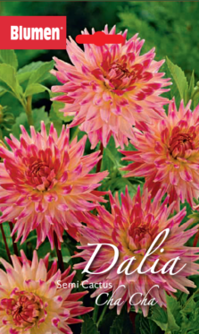Dalia Semi Cactus Cha Cha