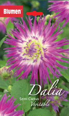 Dalia Semi Cactus Veritable