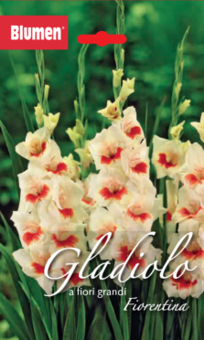 Gladiolo A Fiori Grandi Fiorentina/Mary Housley