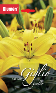Giglio Dall'Asia Giallo