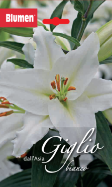 Giglio Dall'Asia Bianco