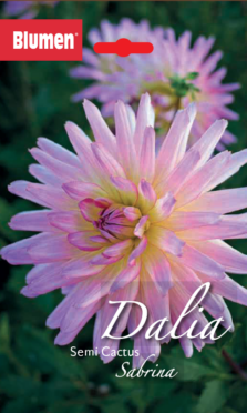 Dalia Semi Cactus Sabrina