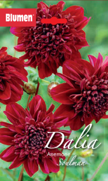 Dalia Anemone Soulman