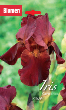 Iris Germanica Rosso