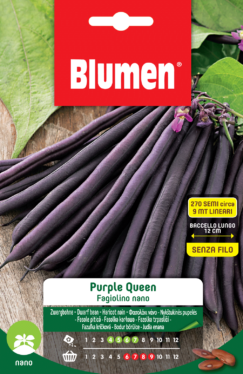 Fagiolini Nani Purple Queen