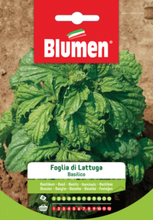 Semi Di Basilico A Foglia Di Lattuga – 2 Buste Formato Maxi Mondonatura, Per Orto E Balcone, Facile Da Coltivare