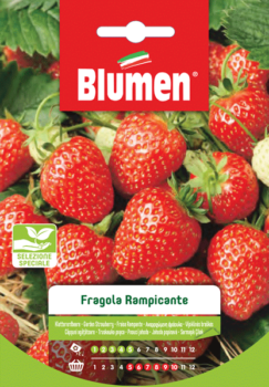 fragola rampicante