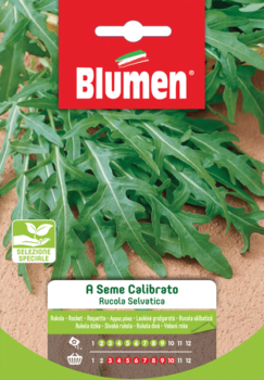 rucola selvatica seme calibrato