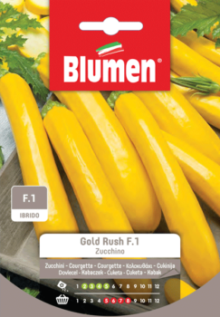 Zucchino gold rush F.1
