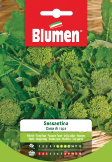 cima di rapa sessantina