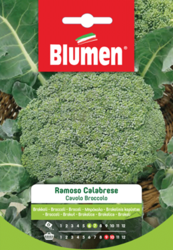 cavolo broccolo ramoso calabrese