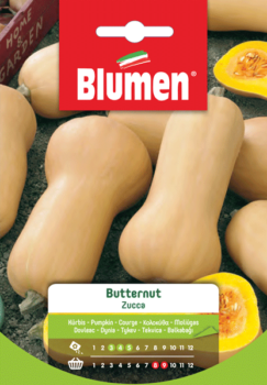 zucca butternut